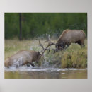 Buscar yellowstone np Fauna