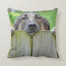 Buscar pastor alemán lindo cojines Exterior