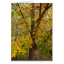 Buscar hojas cambiantes postales Caída