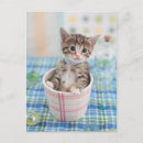 Buscar kitten postales Adorable