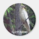 Buscar raven imanes Vida silvestre