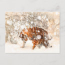 Buscar tigres postales Nieve