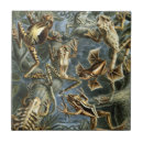 Buscar anfibio azulejos Reptiles