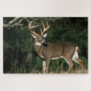 Buscar venado de cola blanca puzzles Fauna
