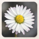 Buscar margaritas blancas y amarillas posavasos Para todos