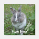 Buscar rabbit imanes Bunny