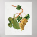 Buscar uvas posters Vintage