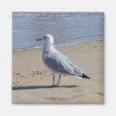Buscar gaviotas imanes Orilla