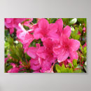 Buscar rododendro posters Rosa