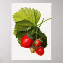 Buscar planta de fresa posters Fresas