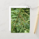 Buscar libélula linda postales Para todos