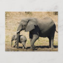 Buscar elefante del bebé postales Fauna animal