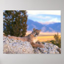 Buscar gato grande posters Puma
