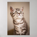 Buscar tabby azul posters Gato