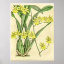 Buscar orquídea amarilla posters Naturaleza