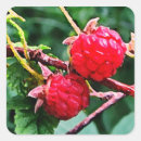Buscar frambuesa pegatinas 8 º fruta