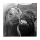 Buscar imágenes del caballo azulejos Naturaleza