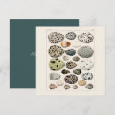 Buscar historia natural tarjetas Pájaros