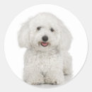Buscar bichon frise pegatinas Canina