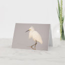 Buscar garza blanca tarjetas Vida silvestre