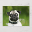 Buscar carlin postales Perro