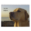 Buscar labrador retriever calendarios Perro perdiguero