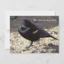 Buscar pájaros negros postales Animales