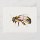 Buscar insectos postales Estudio