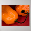 Buscar pimientos picantes posters Habanero