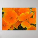 Buscar flores anaranjadas posters Fotografía