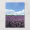 Buscar lavanda francesa postales Para todos