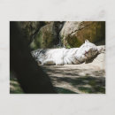 Buscar tigres blancos postales Para todos