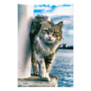 Buscar subida fotografía Gatito