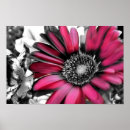 Buscar rosas fuertes posters Blanco y negro