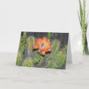 Buscar flor anaranjada tarjetas Naturaleza