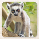 Buscar lemur posavasos Bebé