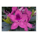 Buscar rododendros fotografía Plantas