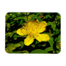 Buscar ovejas imanes Flor
