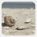 Buscar seashells postales Naturaleza