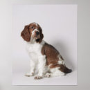 Buscar perro nacional posters Canino