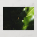 Buscar telaraña postales Arañas