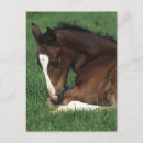 Buscar warmblood El acostarse