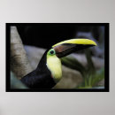 Buscar el amazonas fotografía Pájaro
