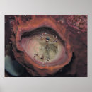 Buscar gambas posters Fotografía