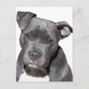 Buscar american staffordshire terrier postales Americano