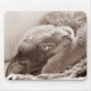 Buscar gato azul ruso alfombrillas de raton Gatito