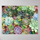 Buscar plantas suculentas posters General y unisex