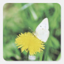 Buscar dientes blancos pegatinas Flor