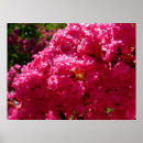 Buscar mirto posters Flor
