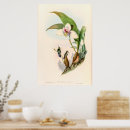 Buscar colibrí posters Pájaros